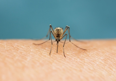 Alertes aux moustiques en France !