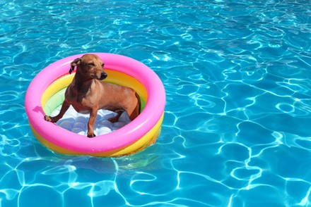 Votre piscine représente un danger pour votre animal
