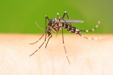 Santé : le virus Zika fait rage dans certaines régions du monde