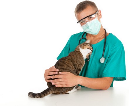 Assurance animaux : Des soins pas toujours si chers