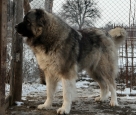 Choisir un Berger du Caucase