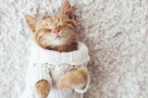 Des chats et chiens d'intérieur plus sensibles au froid