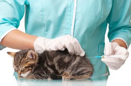 Allianz France assure vos animaux de compagnie