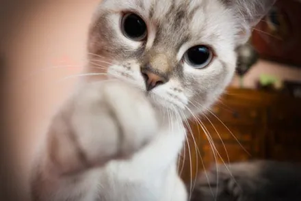 Santé : possédez des animaux de compagnie !