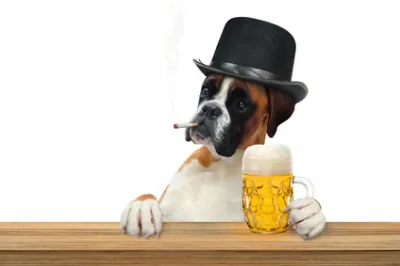 Un bar à chiens a ouvert à Lille !