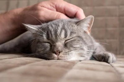 Caresser son chat serait dangereux pour l’homme ?
