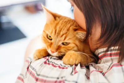 Les chats préfèrent les caresses à la nourriture !