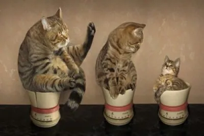 Les chats heureux de maigrir !