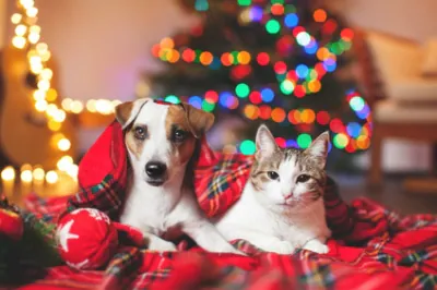 Le chien plus intelligent que le chat !
