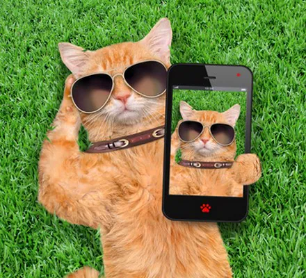 Une application 30 millions d’amis pour vos animaux de compagnie !