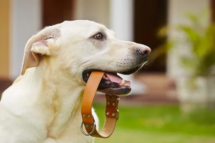 Les colliers anti-puces nocifs pour les humains et les animaux ?