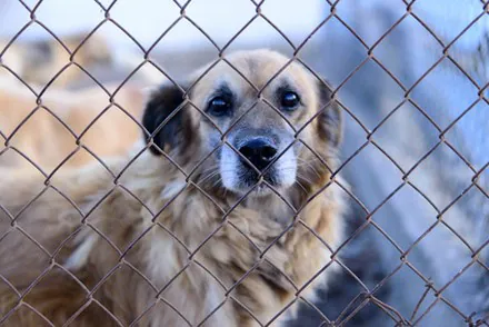 Comment devenir une famille d’accueil pour animaux ?