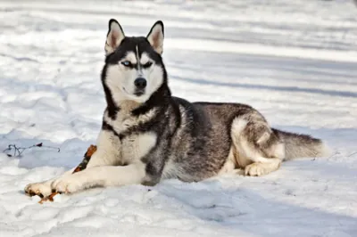 Les Huskies abandonnés à cause de Game of Thrones !