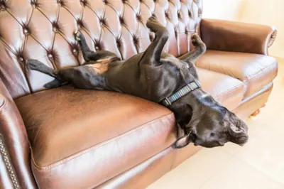 Des meubles pour chiens et chats !