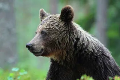 Il sauve son chien en affrontant... un ours !