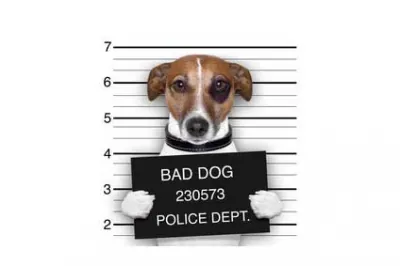 Une police des animaux aux Pays-Bas !