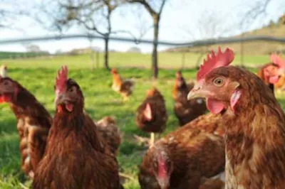 Les poules ont une maison de retraite !