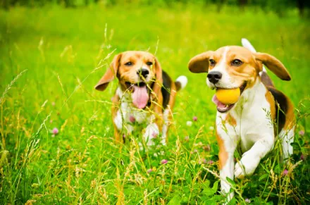Assurance animaux : Attention, les beaux jours arrivent !