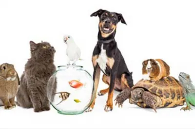 Un Code du droit des animaux ?