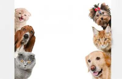 Les propriétaires de chats et chiens votent à gauche !